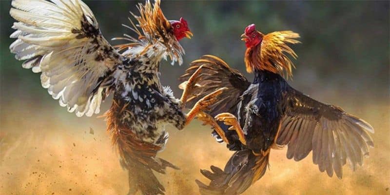 Kinh nghiệm đặt kèo khi đủ căn cứ
