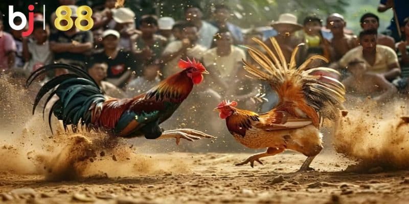 Quy tụ các trận đá gà cựa sắt kịch tính
