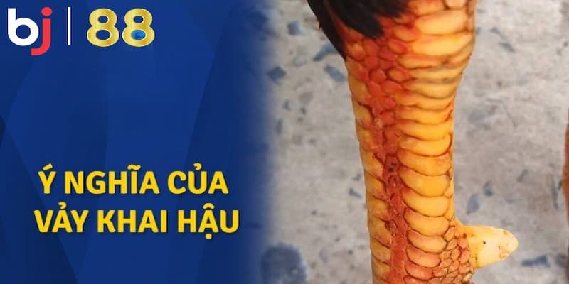 Chiến kê có vảy khai hậu tốt hay xấu?