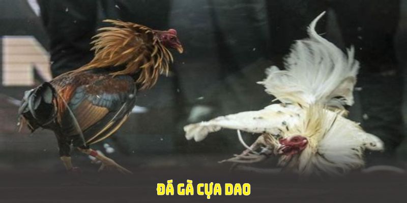 Đá gà cựa dao