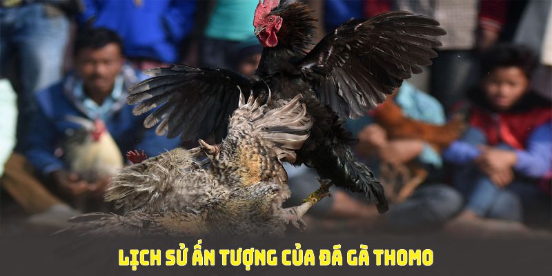 Khám phá lịch sử ấn tượng của đá gà thomo tại cổng game BJ88