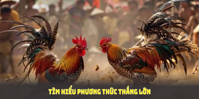 Tìm hiểu phương thức thắng lớn cùng đá gà thomo thông qua các loại kèo phổ biến