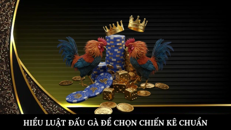 Hiểu luật đấu gà để chọn chiến kê chuẩn