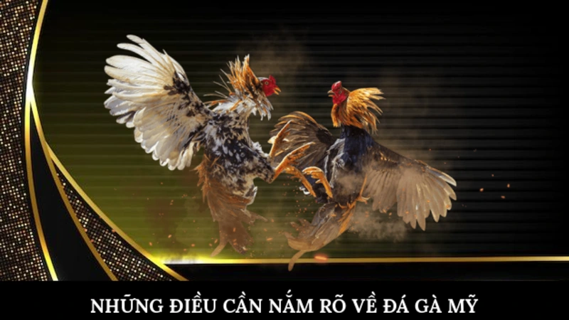 Những điều cần nắm rõ về đá gà mỹ