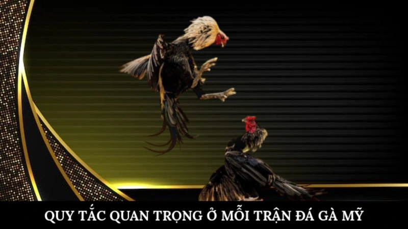 Quy tắc quan trọng ở mỗi trận đá gà mỹ