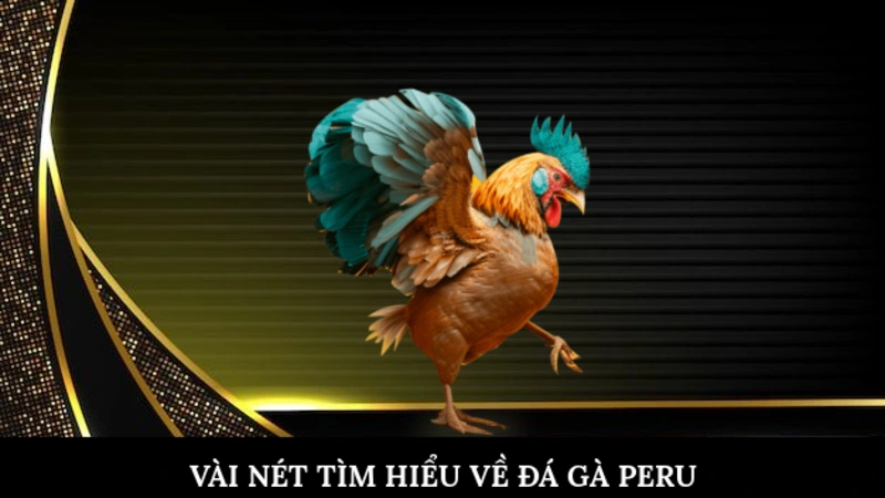 Vài nét tìm hiểu về đá gà Peru