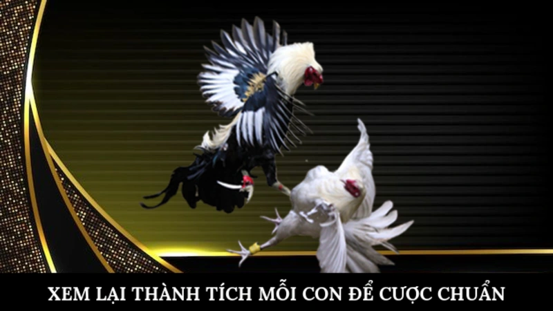 Xem lại thành tích mỗi con để cược chuẩn